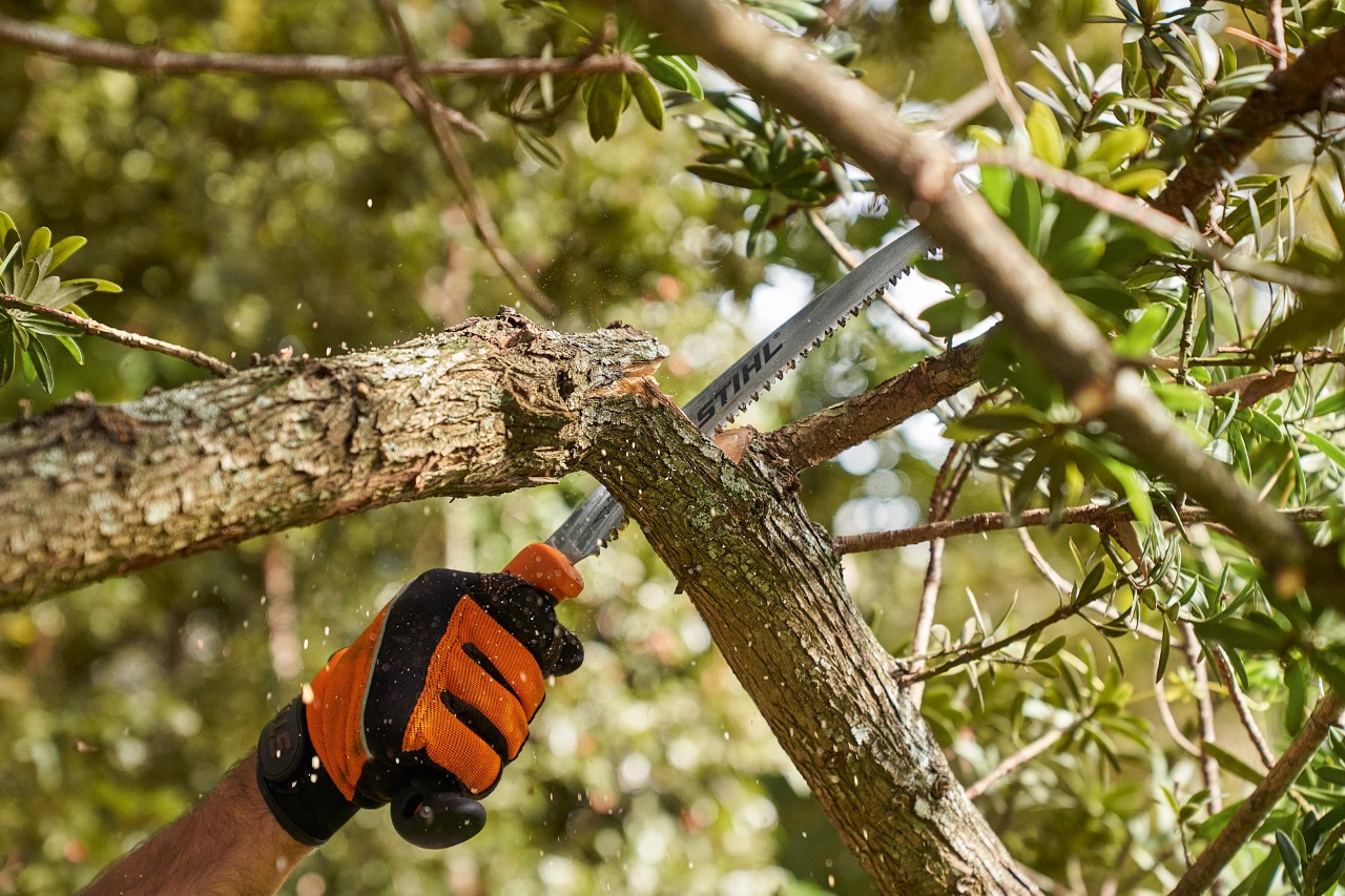 Eine Person mit STIHL Schutzhandschuhen sägt mit einer STIHL Säge einen Ast von einem Laubbaum ab