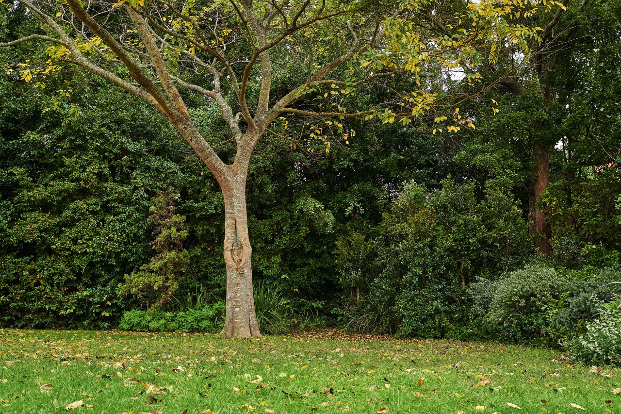 Laubbaum in einem Garten im Herbst