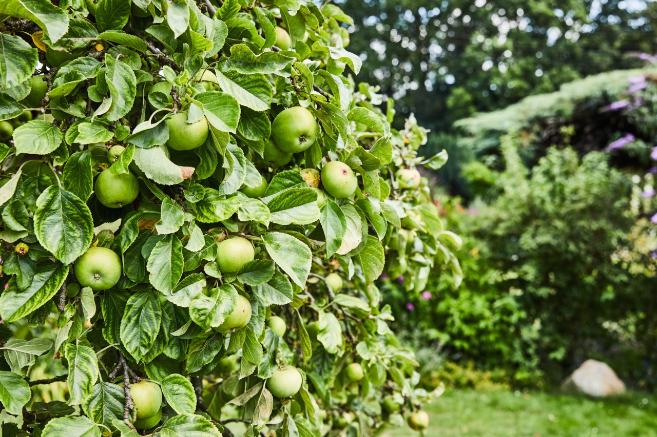 Obstbäume schneiden