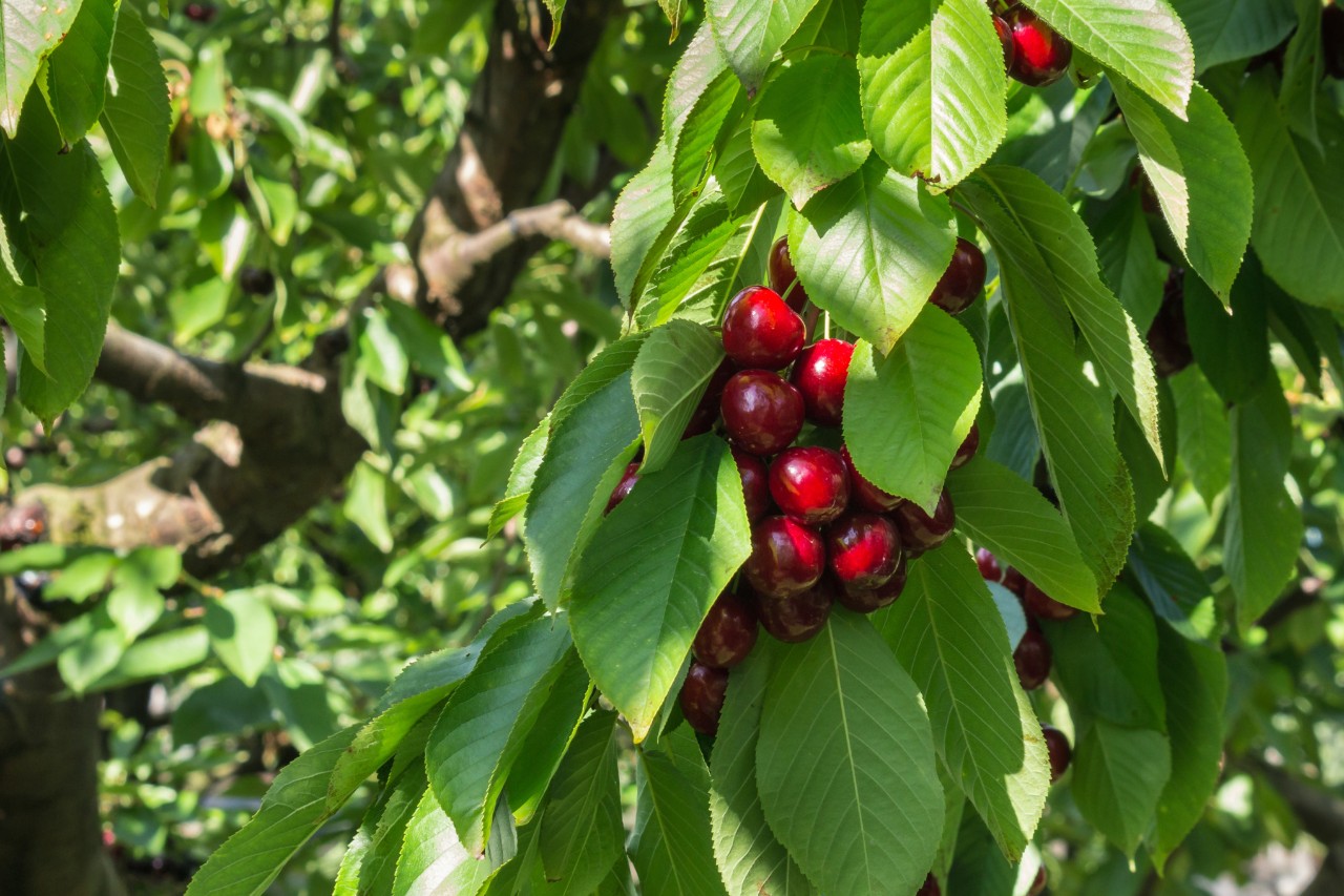 Obstbäume schneiden