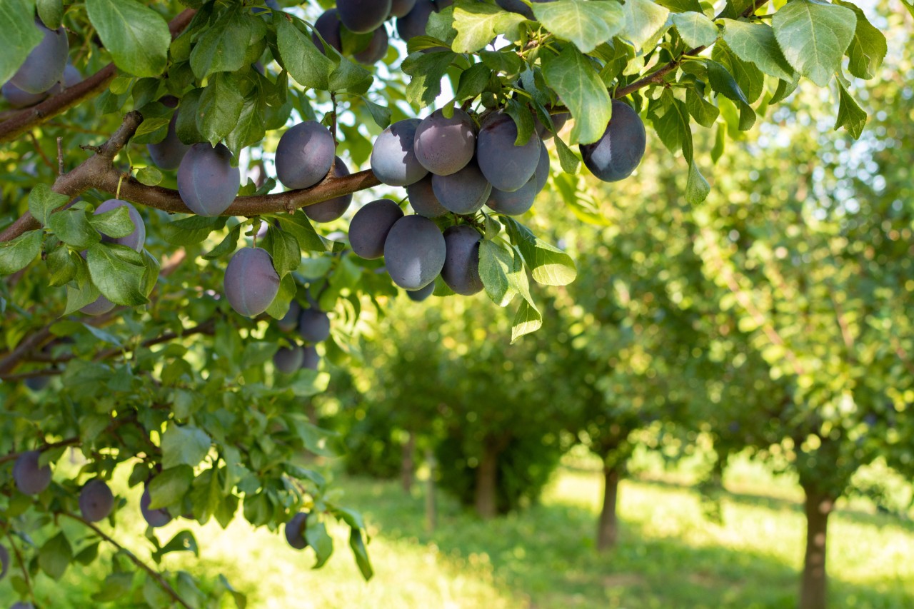 Obstbäume schneiden