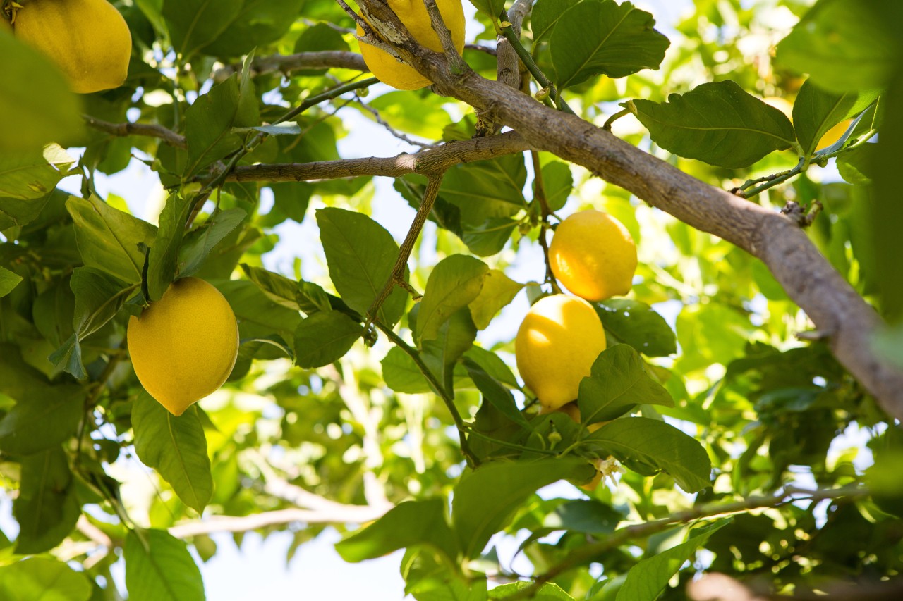 Obstbäume schneiden