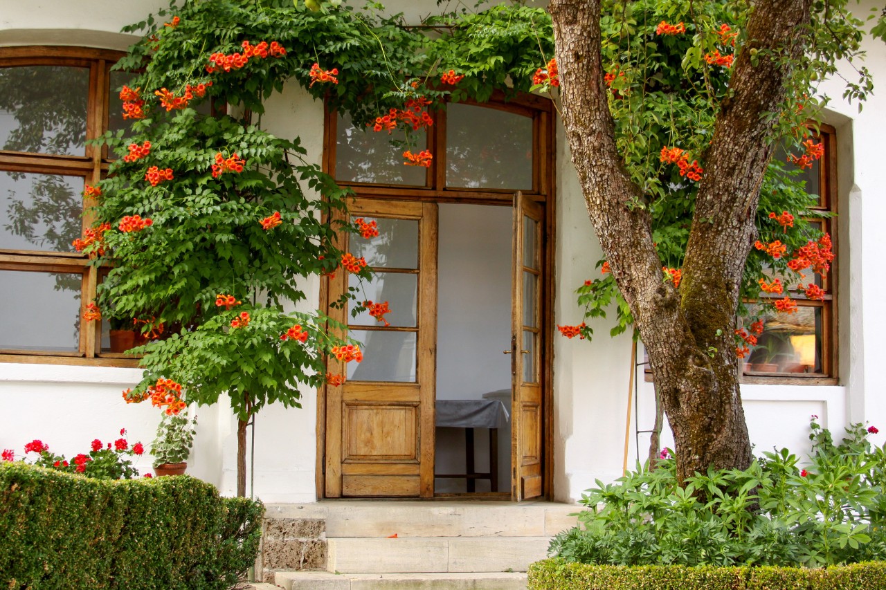 Üppig gebrünte Fassade mit Blüten an einem Haus mit rustikaler Holztür und Holzfenstern