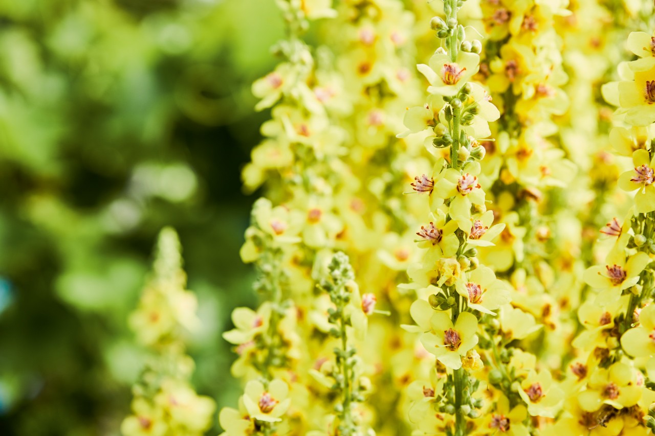  Nahaufnahme gelber Stauden