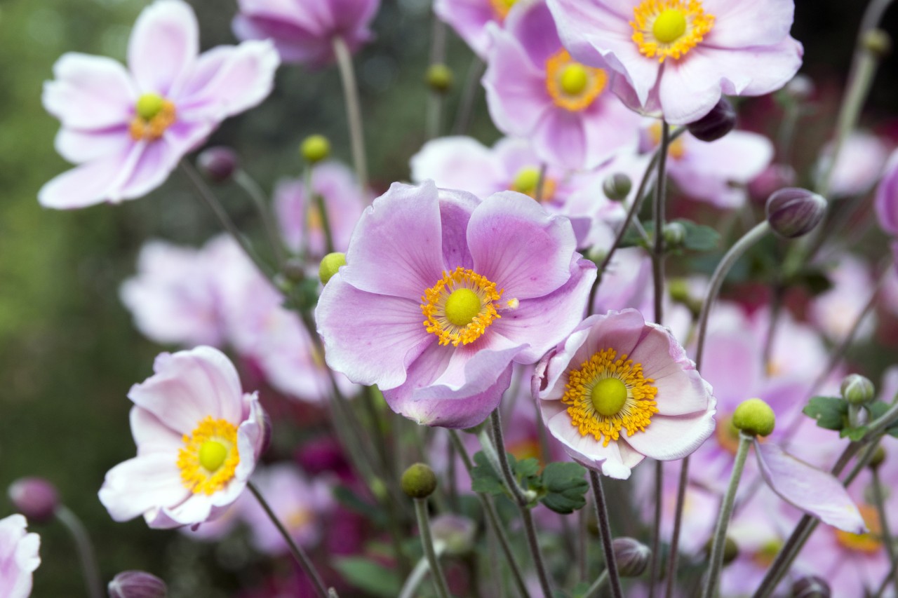Blühende Herbst-Anemonen