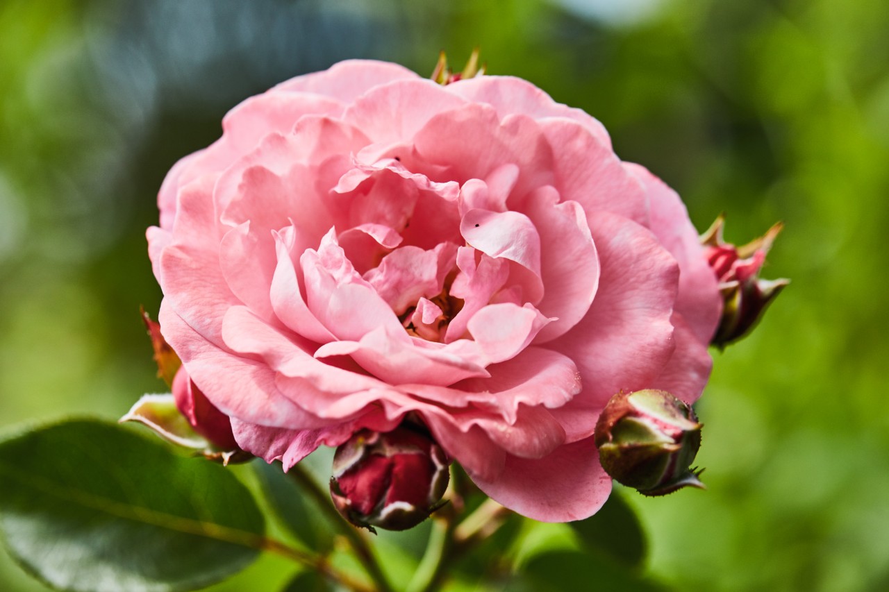 Rosa Rosenblüte umgeben von geschlossenen Knospen