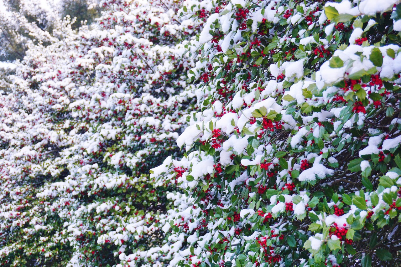 Immergrüne Stechpalmenhecke mit roten Beeren im Schnee