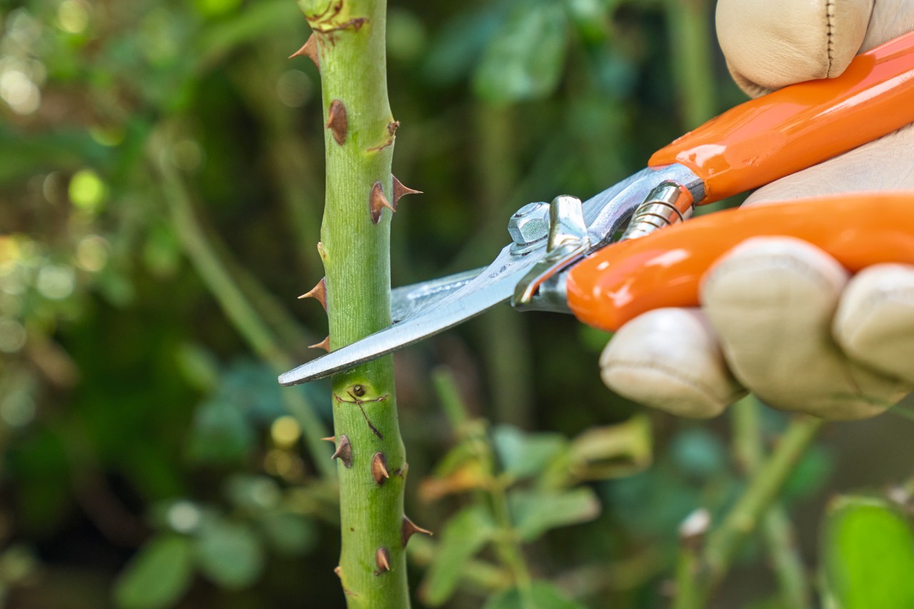 Nahaufnahme, wie eine Rose mit einer STIHL Gartenschere gekürzt wird
