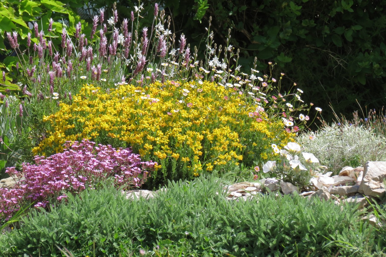 Mediterran gestalteter Vorgarten mit blühenden Blumen und Kräutern