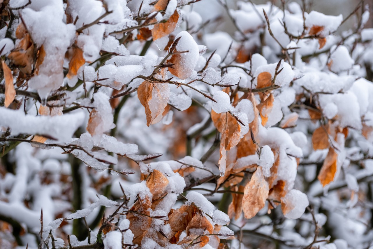 Nahaufnahme von schneebedeckten Buchenzweigen