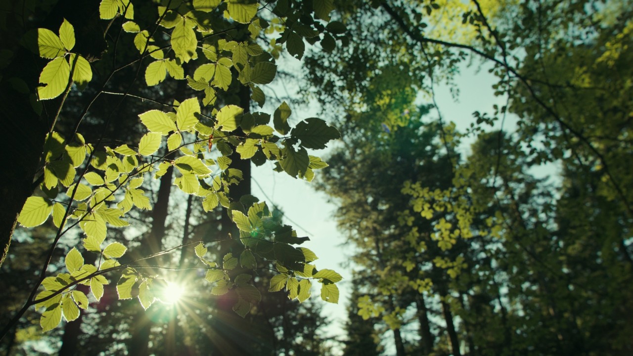 Sonnenstrahlen durch Blätter im Wald, Detailaufnahme von Baumzweigen mit grünem Laub vor Waldkulisse, Naturmotiv der Real People. STIHL People. Kampagne
