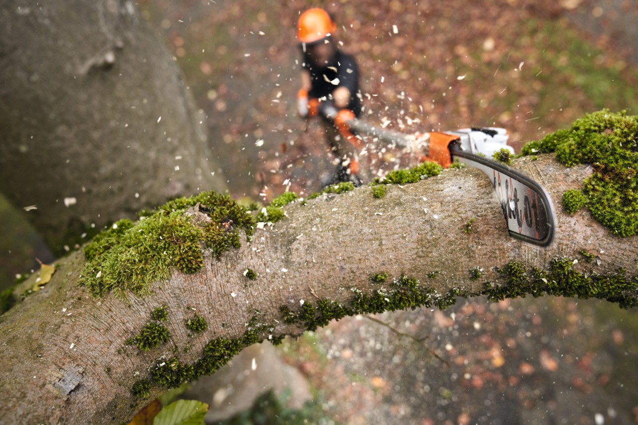 STIHl HTA 160 en action