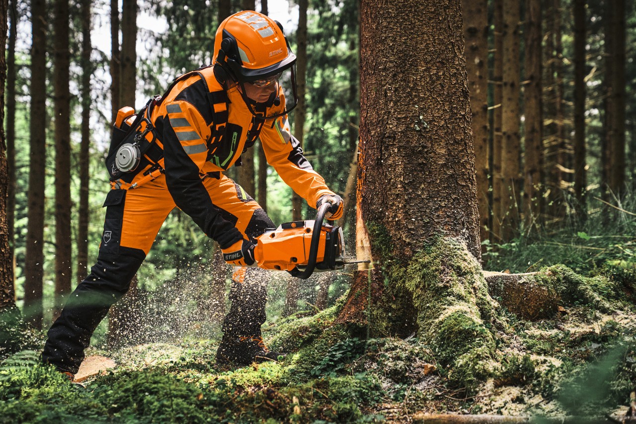 Travailleur forestier équipé d’un équipement de protection utilise une tronçonneuse MS 300 STIHL pour abattre un arbre en forêt, copeaux de bois visibles, arbres denses en arrière-plan