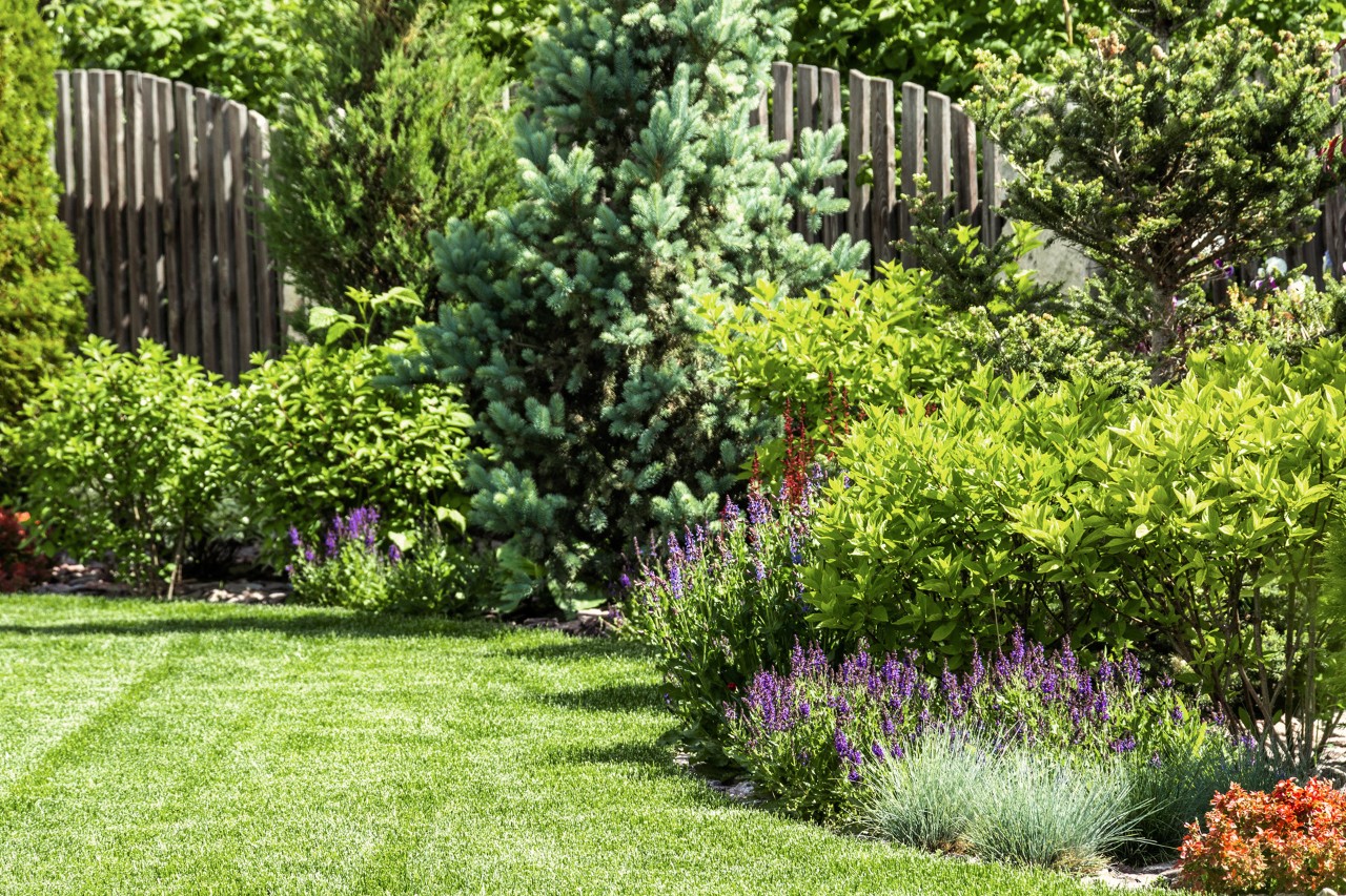 Petit jardin avec de la pelouse au premier plan, plantes comme de la lavande, arbustes, petits arbres, solitaire, haute clôture en bois en arrière-plan.