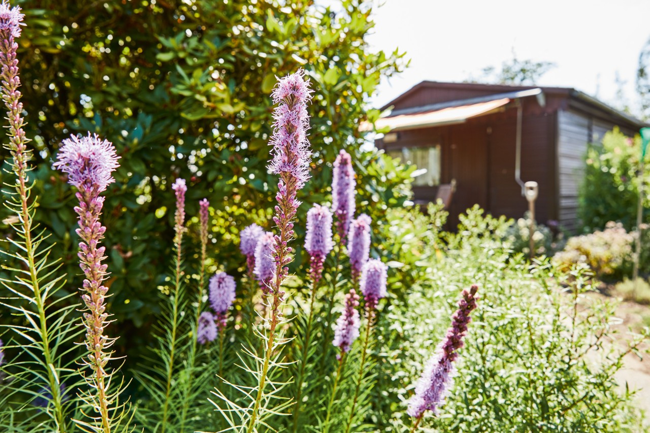 Fleurs d’arbustes violettes dans un jardin, cabane de jardin avec marquise en arrière-plan