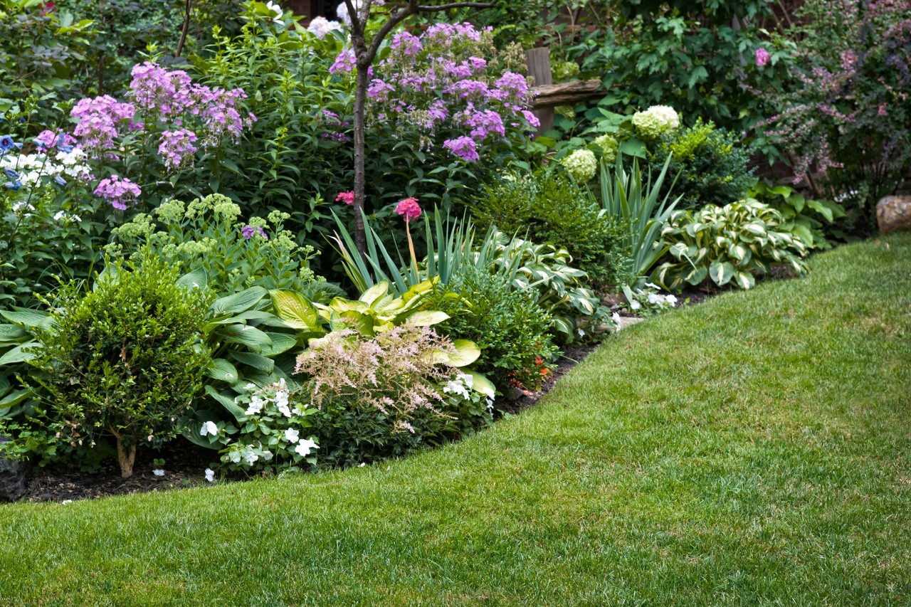 Surface de gazon incurvée et vallonnée à l’avant, adjacente à un parterre de plantes avec des arbustes, des fleurs, séparée par des bordures anglaises.