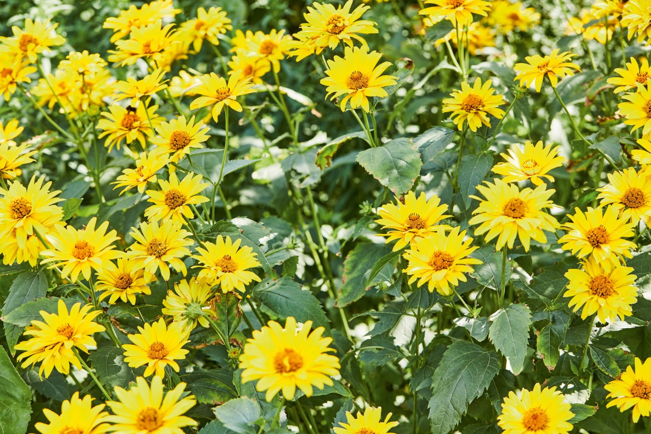 Gros plan : l'helianthus atrorubens et ses fleurs jaune clair