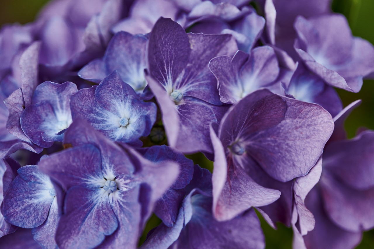 Gros plan : hortensia bleu-mauve