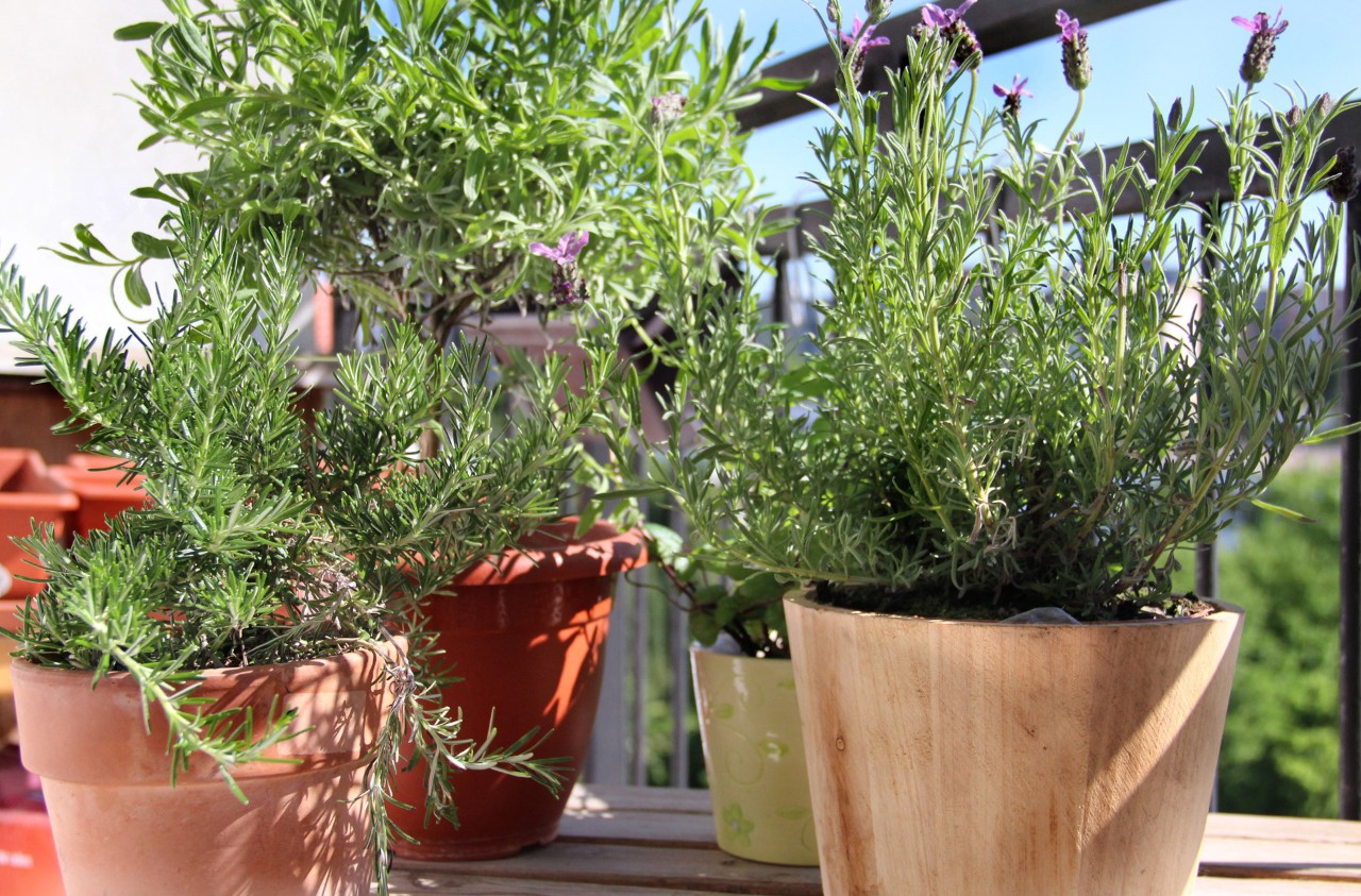 Pots de romarin, thym et d'autres herbes aromatiques sur une terrasse de toit 