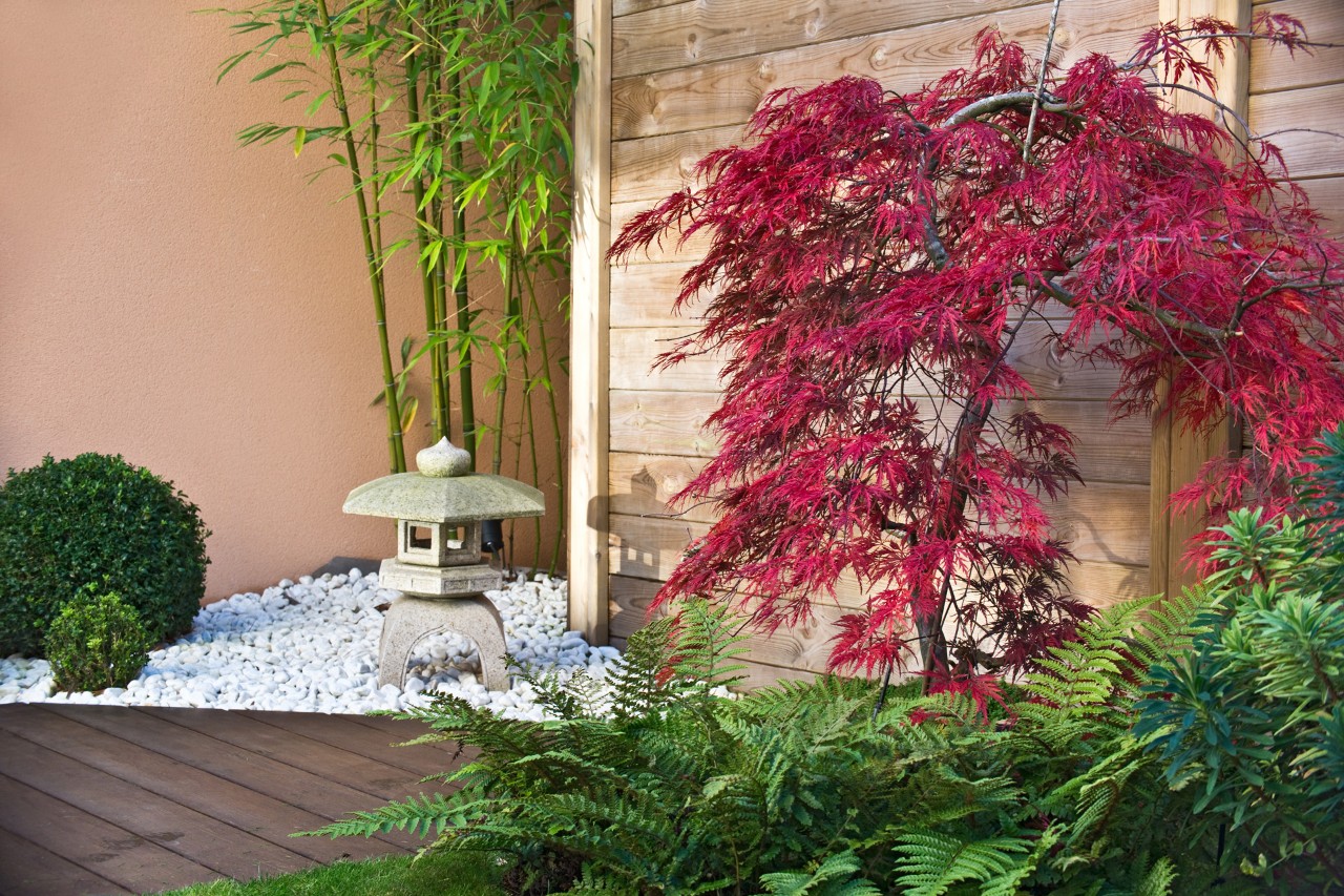 Fougère et érable japonais rouge devant une cloison en bois sur une terrasse
