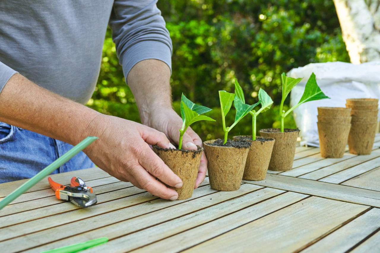 Une personne devant une table de jardin, qui tasse la terre dans un pot avec une bouture, à côté duquel sont alignés d’autres pots avec des boutures