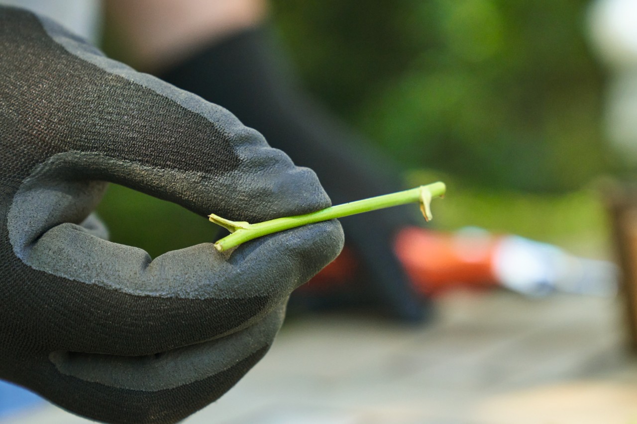 Gros plan sur une bouture de rose sans feuille tenue entre le pouce et l’index par une personne portant des gants de travail noirs 
