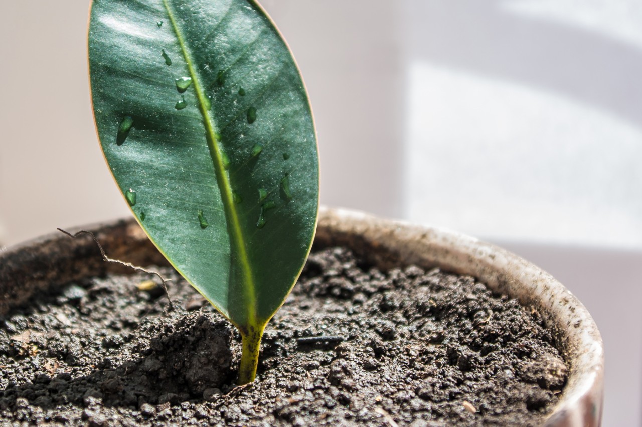 Gros plan sur une bouture de feuille dans un pot avec de la terre