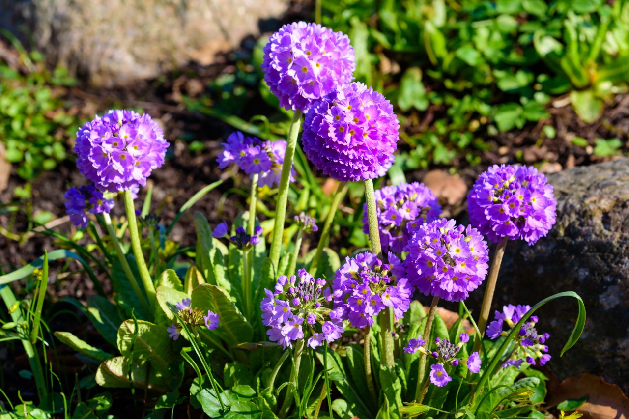 Primevères denticulées à fleurs violettes dans un parterre