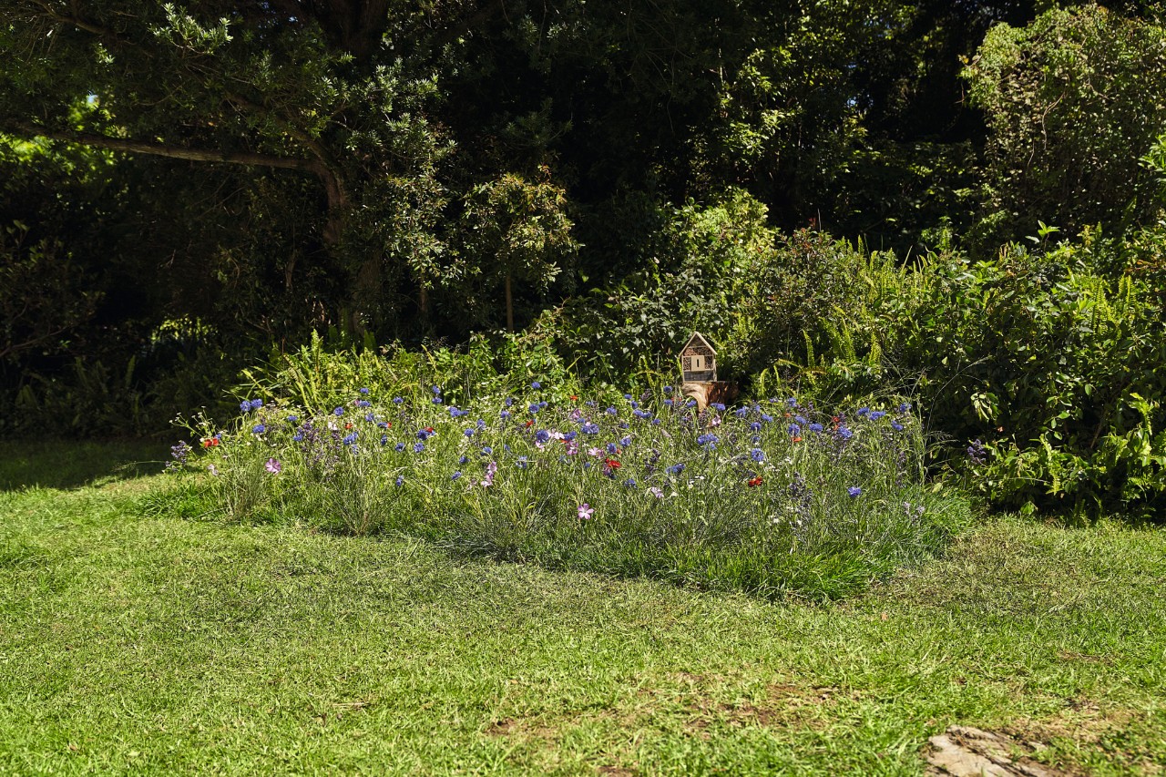 Prairie de fleurs sauvages clairement délimitée dans un jardin  