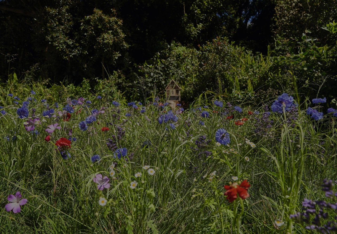 Gros plan sur une prairie de fleurs sauvages luxuriante avec des bleuets, des coquelicots et des marguerites  