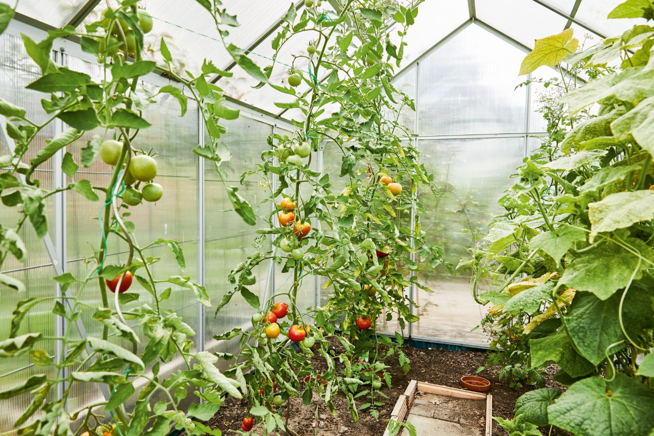 Grands plants de tomates dans une serre