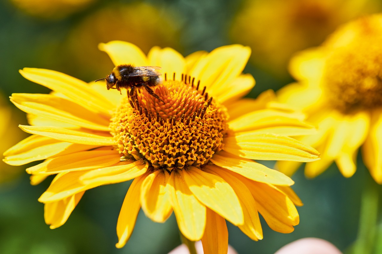 Gros plan d’un bourdon sur une fleur jaune