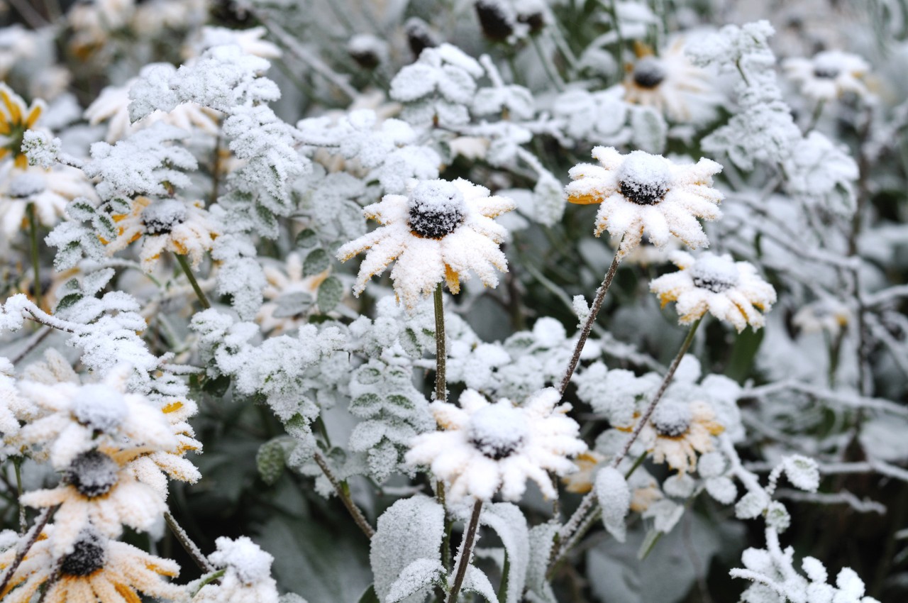 Fleurs jaunes couvertes de neige