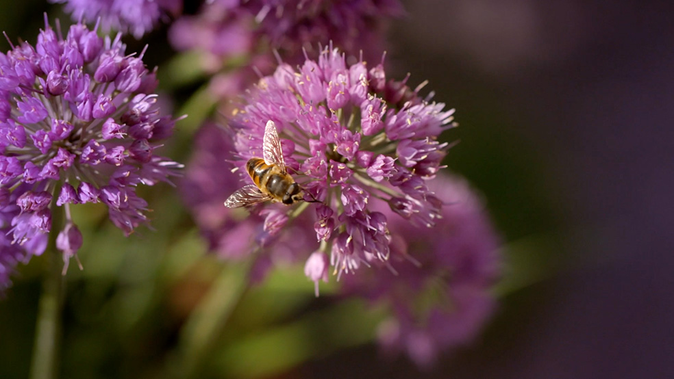 Gros plan d’une abeille sur une fleur de ciboulette rose