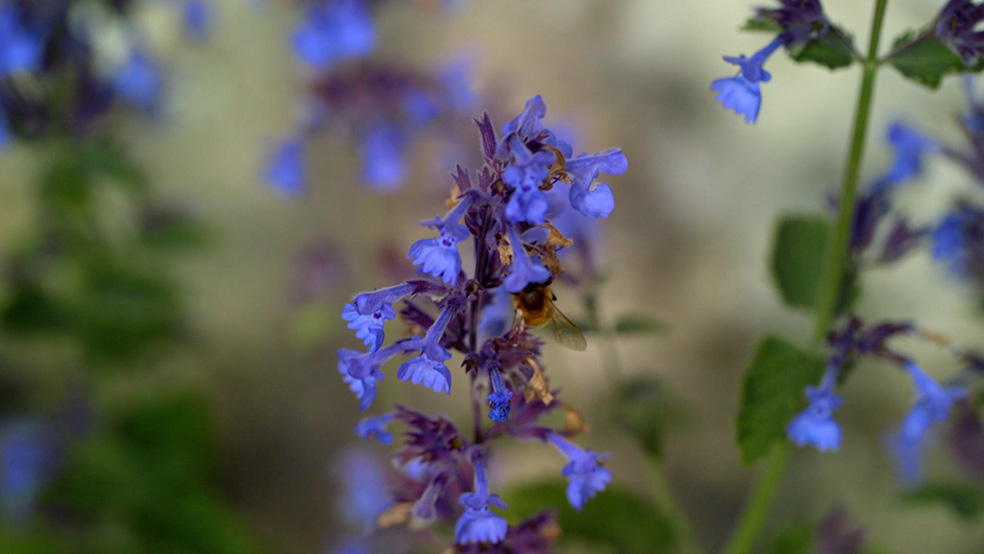 Gros plan d’une abeille sur une fleur d’ajuga violette