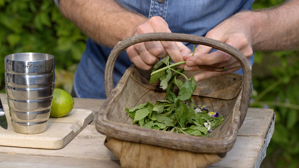 Gros plan sur une récolte d’herbes aromatiques pendant que quelqu’un cueille les feuilles sur les tiges