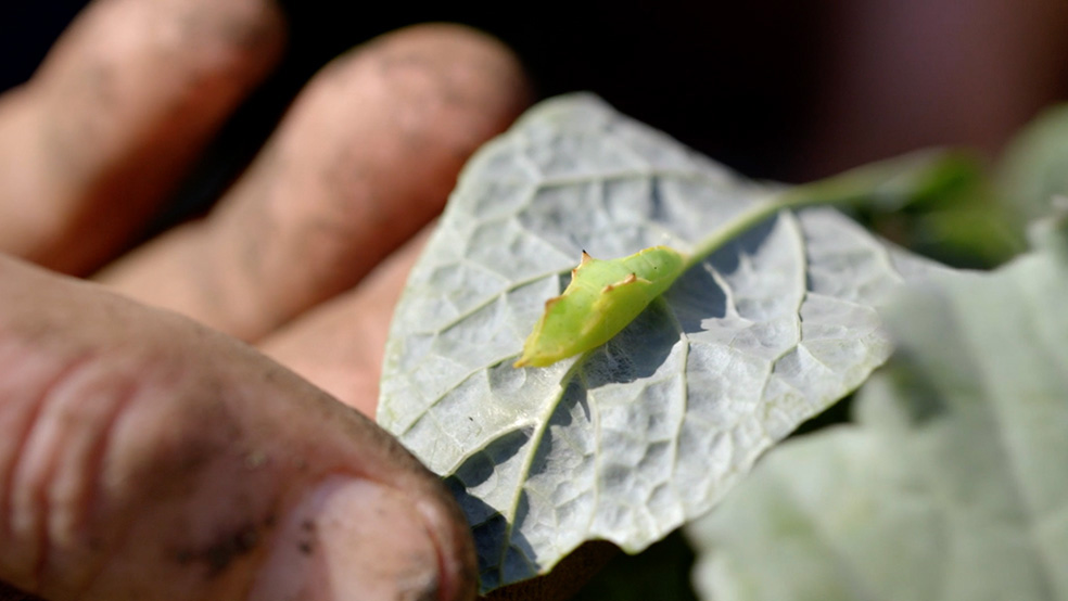 Gros plan sur le dos d’une feuille sur laquelle se trouve un insecte vert