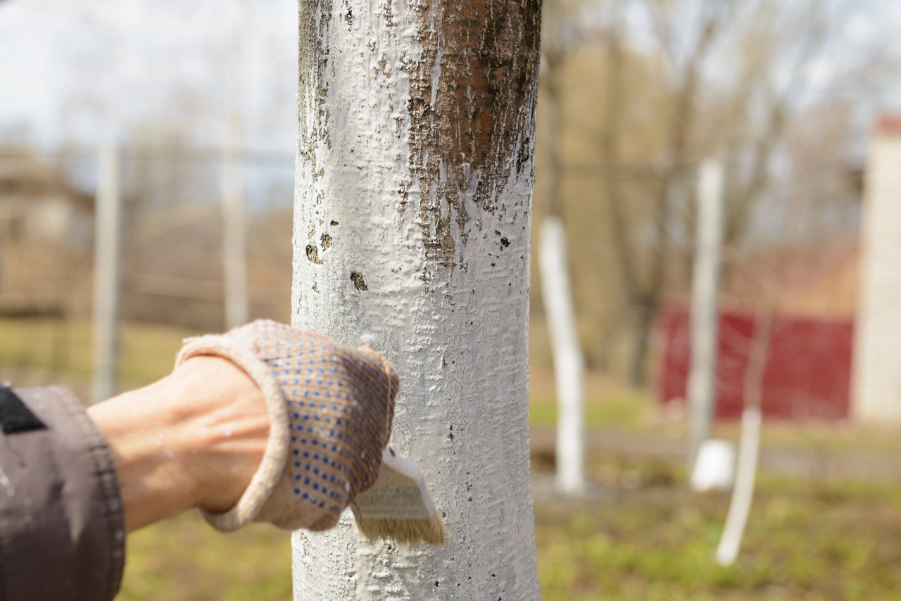 Gros plan sur un tronc d’arbre fruitier peint avec du lait de chaux.