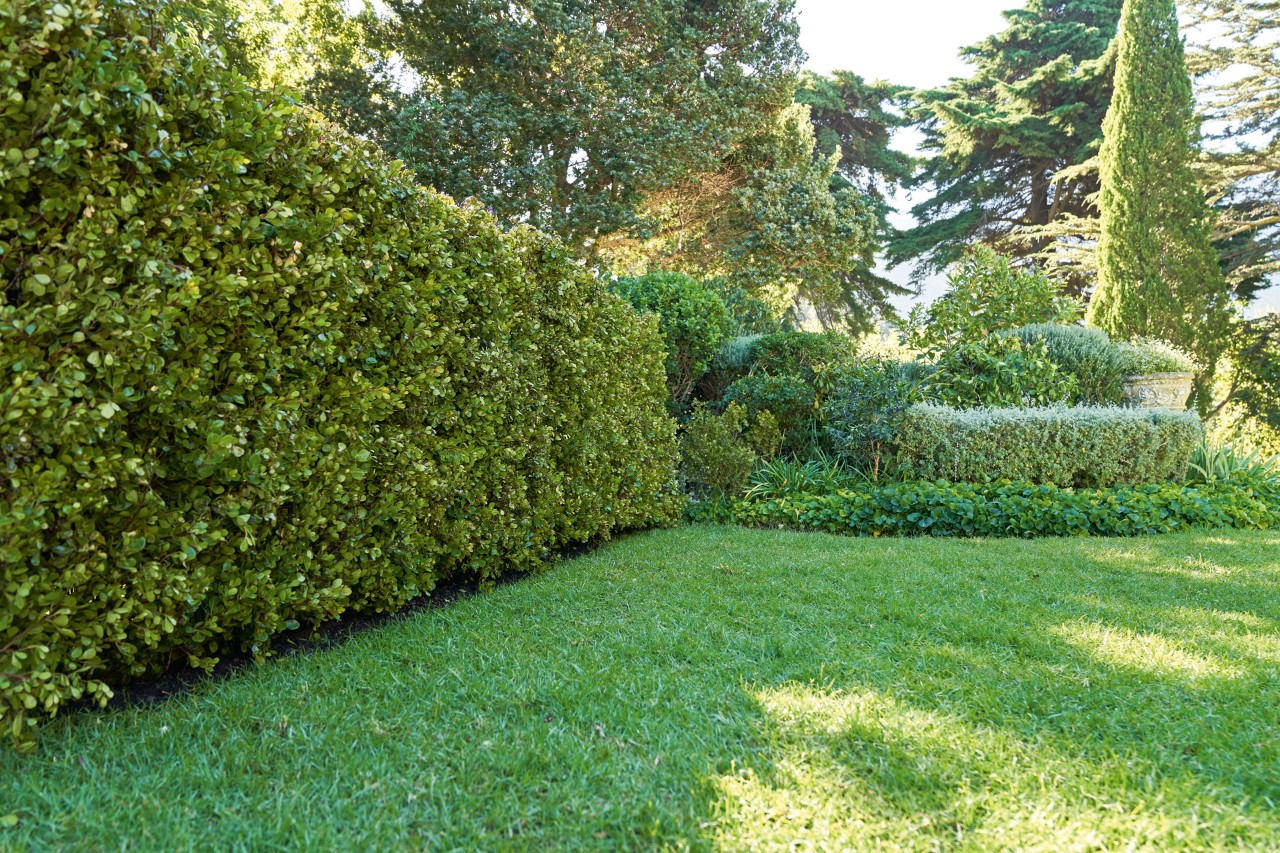 Des haies vertes et une pelouse verte dans un jardin