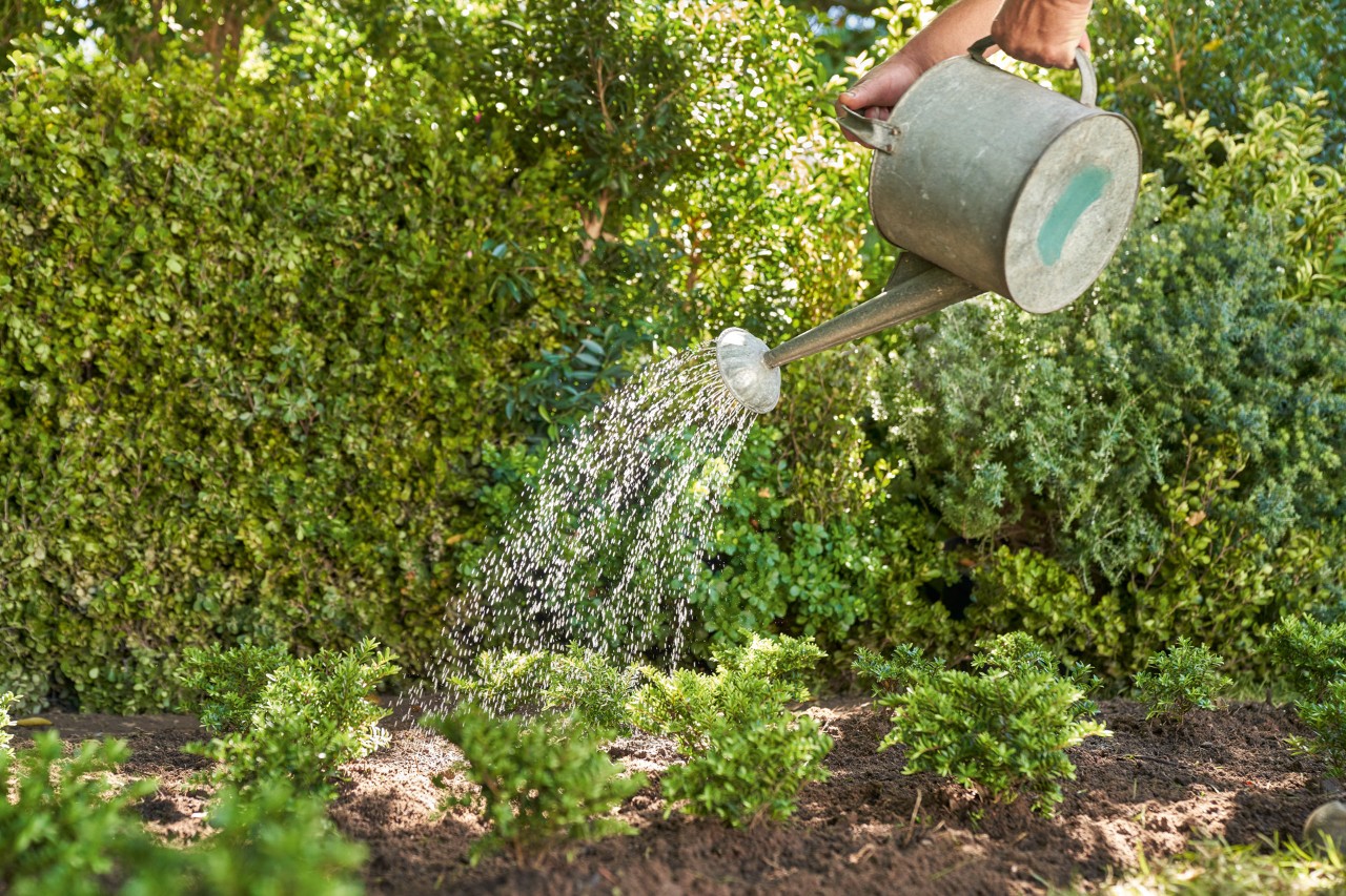 De petites plantes de jardin devant une haie sont arrosées avec un arrosoir en métal