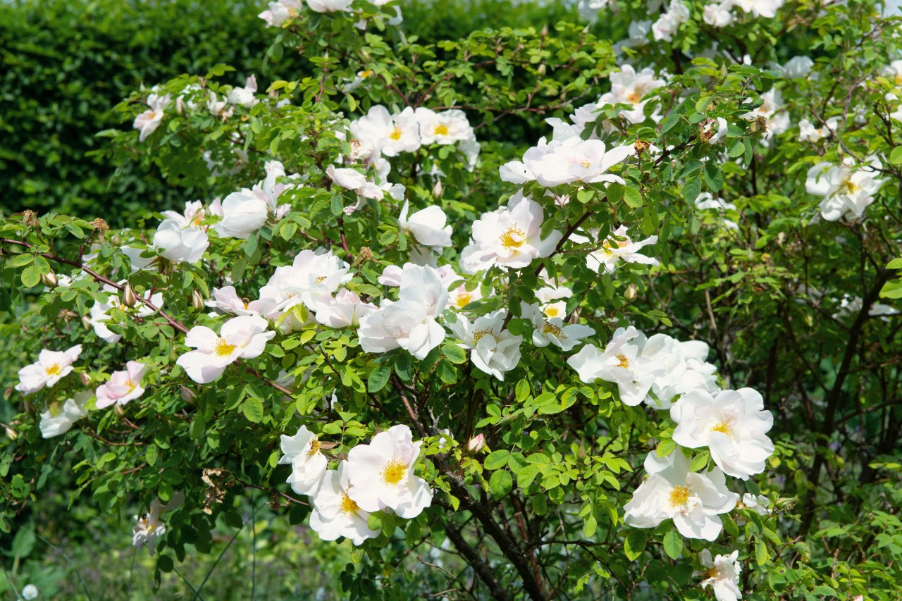 Bosquet vert arborant les fleurs blanches des roses sauvages