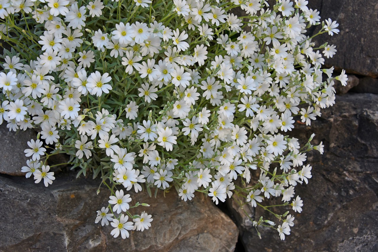 Gros plan sur les fleurs blanches du céraiste tomenteux entre des pierres