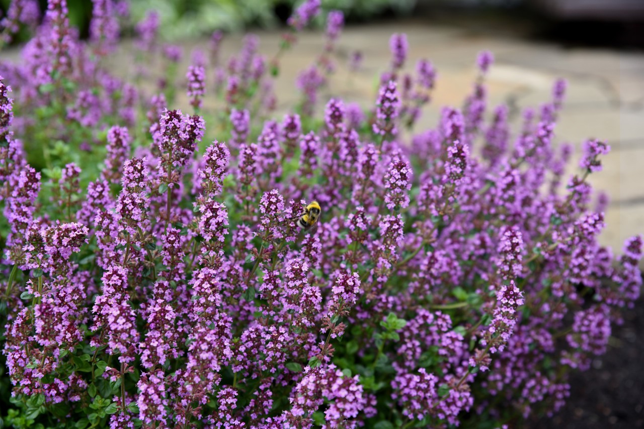 Petites fleurs violettes du thym serpolet avec une abeille