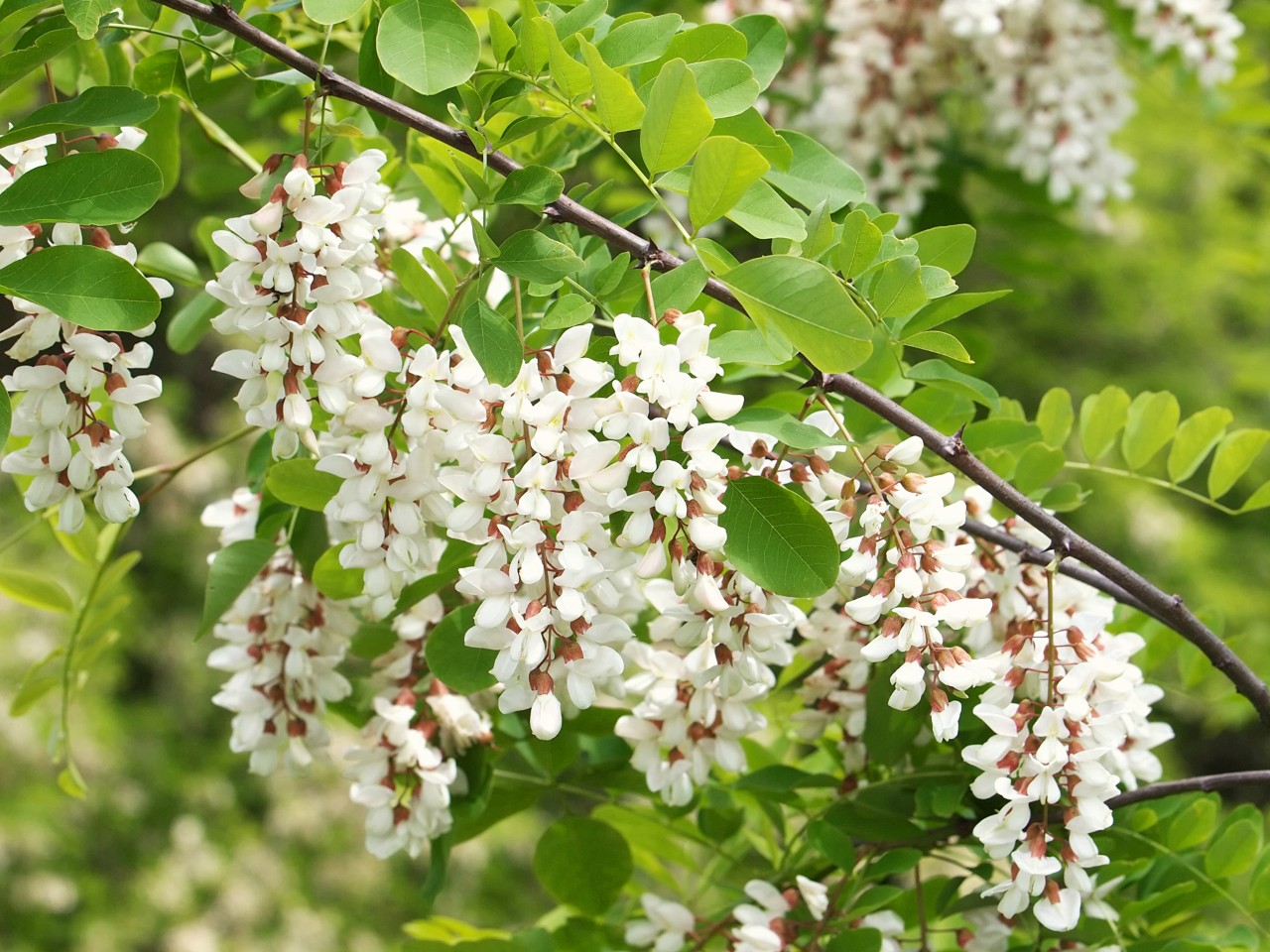 Fleurs blanches sur la branche d’un robinier