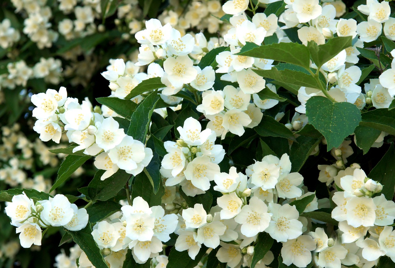 Fleurs blanches et feuilles vertes du seringat commun