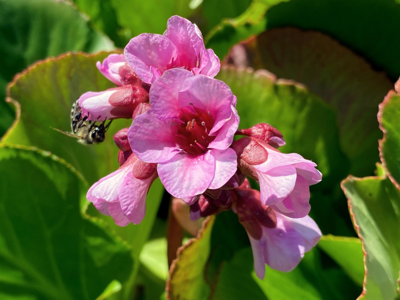 Gros plan sur les fleurs roses ouvertes et fermées d’un bergénia avec une abeille devant des feuilles vertes