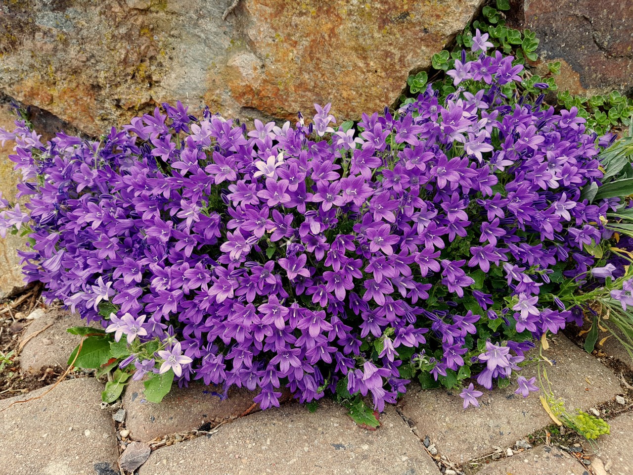 Fleurs violettes vives de la campanule des murs sur une bordure en pierre