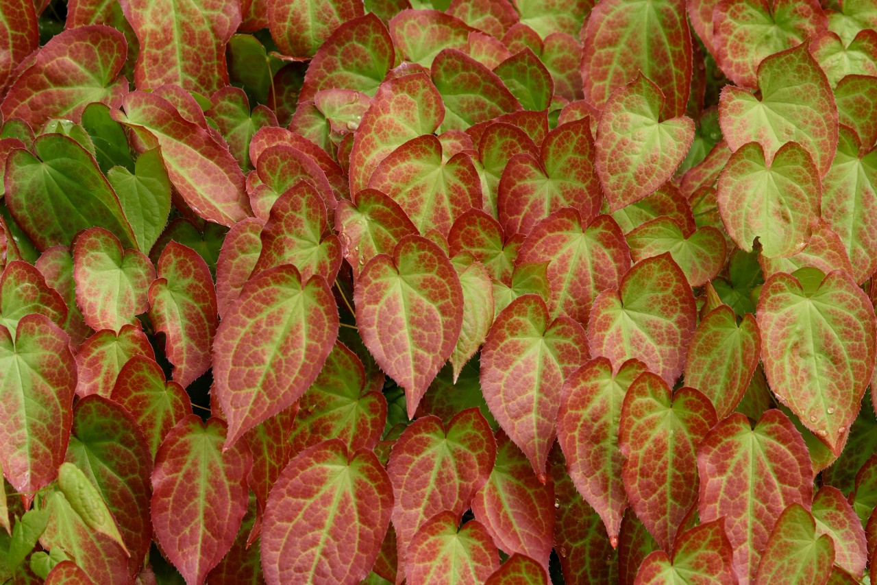 Gros plan sur les feuilles à motifs rouges et verts de la fleur des elfes