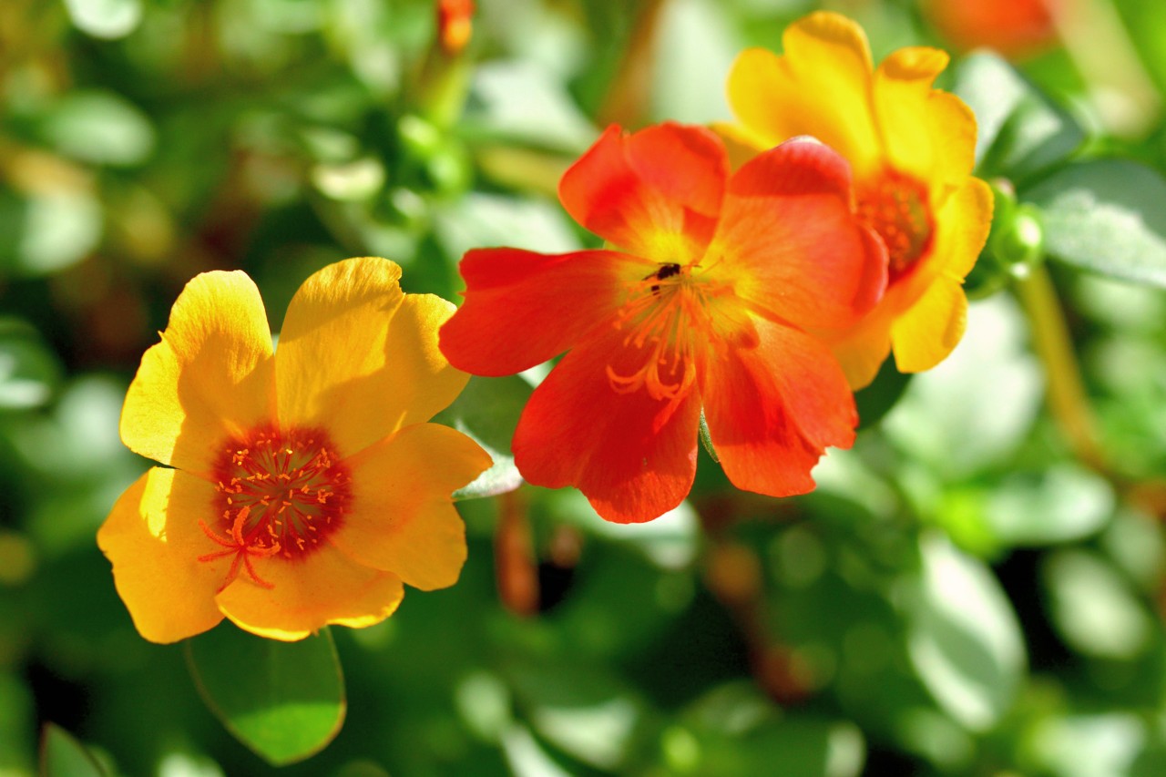 Gros plan de deux fleurs jaunes et rouges du pourpier à grandes fleurs