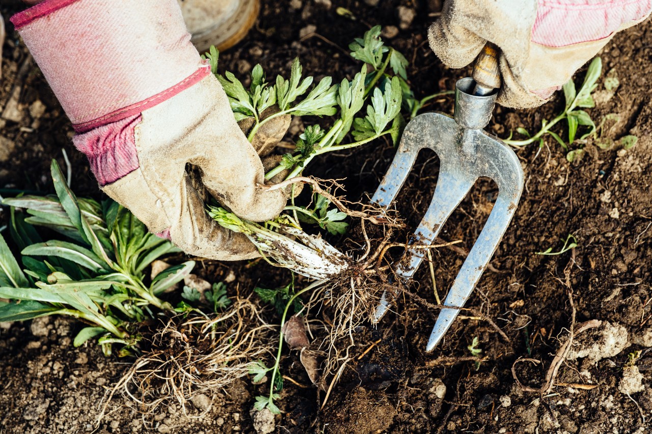 Gros plan sur le déracinage de mauvaises herbes par une personne utilisant une petite fourche et portant des gants